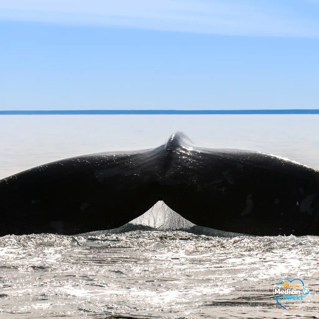 Orientierung in komplexen medizinischen Situationen