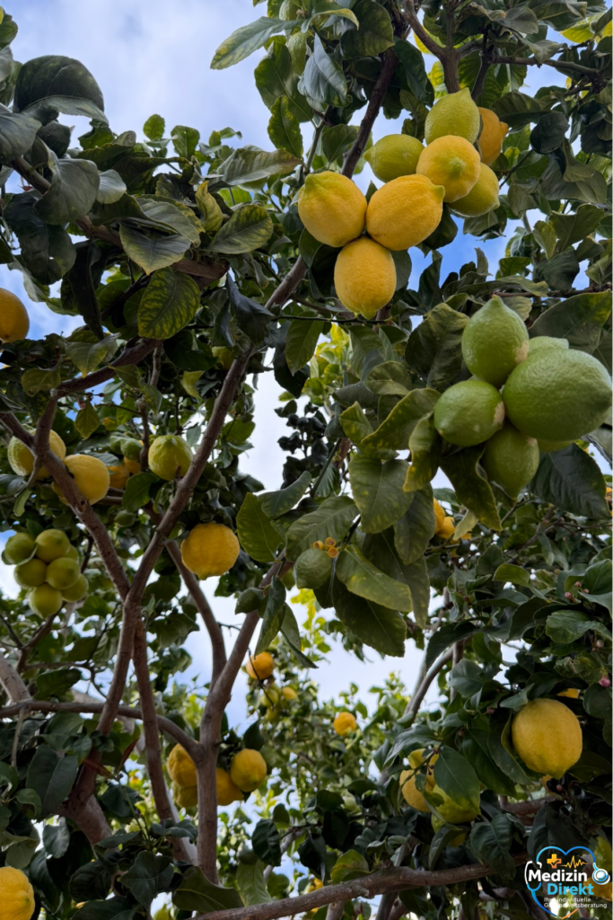 Zitronenbaum mit reifen gelben und grünen Früchten vor hellem Himmel